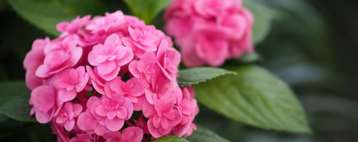 pink-hydrangea-pruning-cape-cod-linda