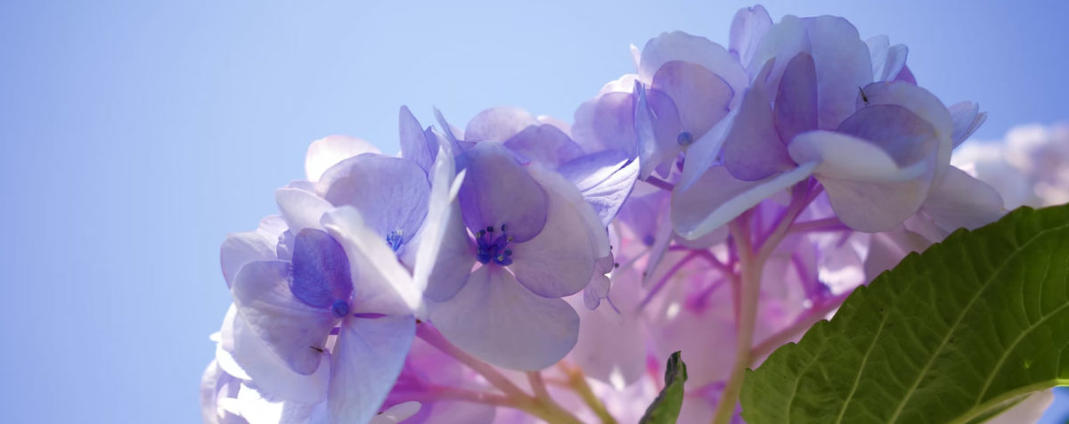 purple-hydrangea-pruning-cape-cod-linda